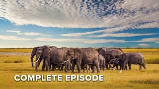 The Biggest Migration | NOMADS OF THE SERENGETI - FULL SEASON MARATHON