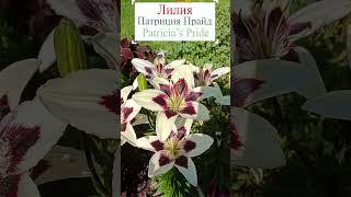 Лилия - Патриция Прайд (Lilium Patricia's Pride). #flowerworld #flowers #цветы