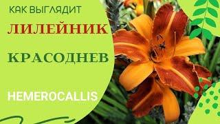 Лилейник / Красоднев / Hemerocallis