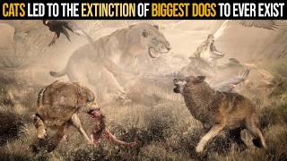 Cats Led to the Extinction of Biggest Dogs To Ever Exist