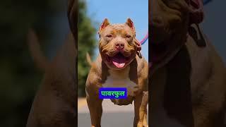 Pitbull vs Rottweiler: Who is the Real Powerhouse? #shorts #pitbull #rottweilerdog