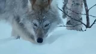 Chamois have a hard life in harsh conditions #animals #birds #tigerbear #horse #shark #bear #tiger