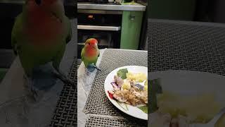 Дай мясо #birds #parrot #попугай #неразлучник