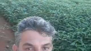 Soja para 200 sacos por alqueire