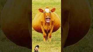 #funny #cowbeauty #cow #comedy #animals #jokes #funnybuffalo #comedyfilms #buffalocomedy #comedymovi