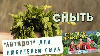 Есть весной СНЫТЬ - мудрым и здоровым быть! Анонс лекции про зонтичные.