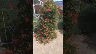 Geranium in a beautiful composition. Герань в красивій композиції.#shorts#flowers#geranium#герань