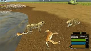 The life of a leopard on Wild Savannah Roblox