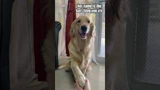 Can you name my cute dog  #goldenretriever #shorts #dog #doglife #cutedog #puppy  #dogshorts #fyp