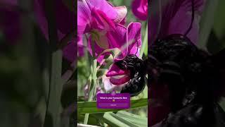 Big Violet Bee  Xylocopa violacea  #nature