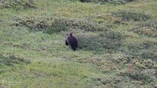 Grizzly Bear looking for dinner