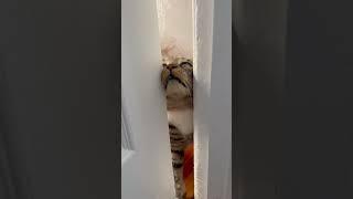 Marley opens the door with his face