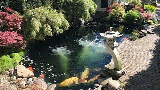 The backyard Koipond of a Koi Addict!