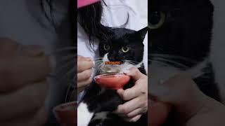 This cat has cerebral palsy #cat #story #animals