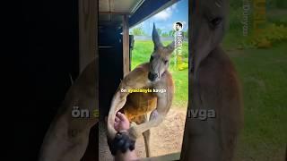 Kangurular Hakkında 3 Şaşırtıcı Gerçek 