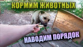 ЖИВОТНЫЕ НЕ ПРОПАДУТ  !!! // НАЧАЛИ НАВОДИТЬ ПОРЯДОК В ДОМЕ !!!