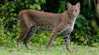 Wild Bobcat hanging out in my front yard in West Palm Beach, Florida