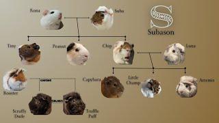 The Subason Family Tree - Guinea Pig Lore