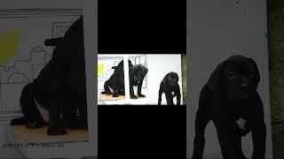 Cane Corso [Italian Mastiff] Puppy