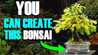 How I Developed This Bonsai Tree (In Just 4 Years) *EASY*