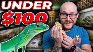 5 EXPENSIVE Reptiles You Can Buy RIGHT NOW For Under $100