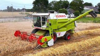 Wintergerst combinen met Claas Dominator 96. Mts. Breedijk Appingedam. 4K.