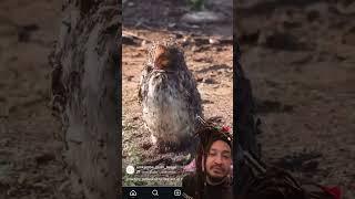 Why This Bird is COVERED in Ants