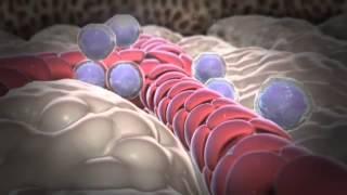 How White Blood Cells Are Formed   YouTube