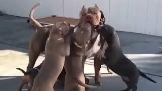 Смешные питбули, подборка 2020. #собаки #питбуль #dog #pitbull #nature #dogs