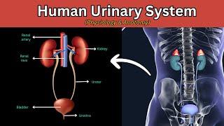 Human Urinary system Explained, Human urinary system, working of human urinary system