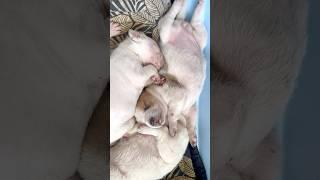 Four healthy pups born last night #dogshorts #puppy #dogs #dog -#doglover