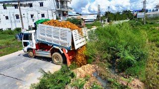 Wonderful Transaction Filling up land huge, By Bulldozer KOMATSU D31P, Dump Truck unloading