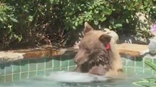 California Man Finds Bear Enjoying a Soak in His Hot Tub