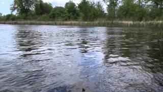 150519 Rideau River Fish