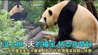 9月20日 没有班味的福宝，状态非常好，大口大口吃竹叶#panda #푸바오 #zoo #fubao