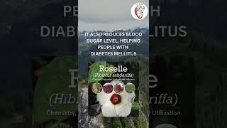 Heart and Hibiscus sabdariffa #nature #natural #heart #sj #latest #ayurveda #fact #motivation #mind
