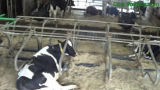 Cow-Welfare Flex Stalls asemed 1