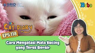 Kucing Lucu - Cara Mengatasi Mata Kucing yang Terus Berair - Bobo Cat Diary Eps 118