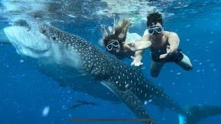 Swimming with WHALE SHARKS in Oslob, Cebu, Philippines