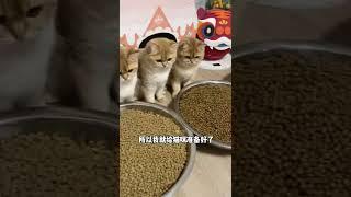 【牛奶是只猫】小老三：终于实现猫砂自由了 #猫咪 #萌宠 #金渐层