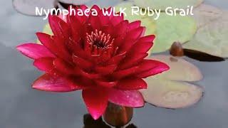 Нимфея WLK Ruby Grail (Нимфея Рубиновый Грааль), селекции Хох Константина, питомник Waterlilia.ru