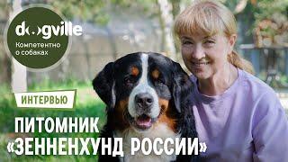 Бернский зенненхунд – Как вырастить трёх чемпионов мира? – Питомник «Зенненхунд России»