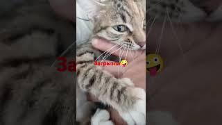 хищная кошка