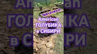 Американская голубика в Сибири - Блюй, но бери