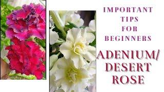 Adenium/Desert Rose plant care | Do's and Dont's