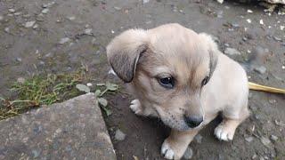 My Little Puppy enjoys his meal ️#puppy