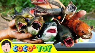 Wild fish live in my front yard!｜Ichthyosaurus, dinosaurs kidstoon｜CoCosToy