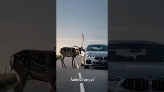 The warning of the deer keeps the car master from danger!# Deer# the confusing behavior of animals