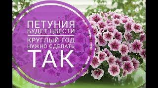 Петуния будут цвести круглый год раскрываю секрет