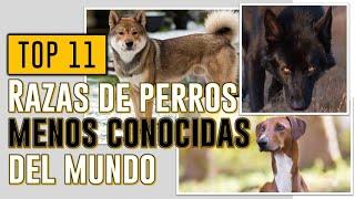 TOP 11 Razas de perros menos conocidas del mundo